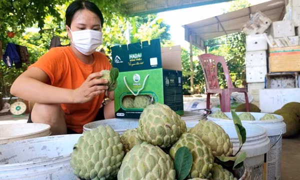 Bản tin vùng Đông Bắc ngày 18/8