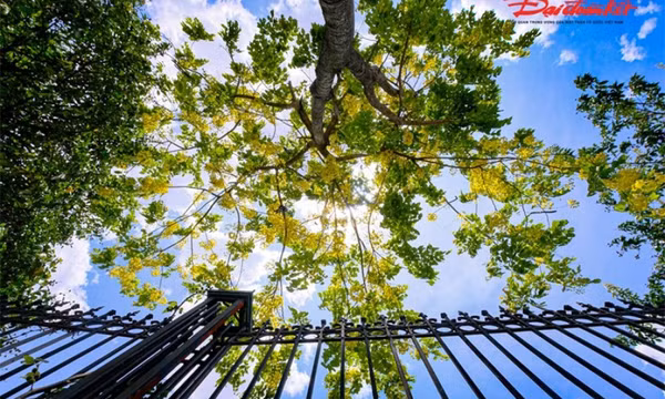 Ngắm muồng hoàng yến nhuộm vàng hồ Tây