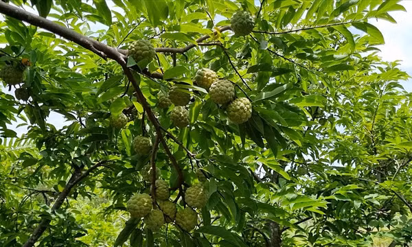 Nông dân làm giàu từ vườn mãng cầu ta cho trái mùa nghịch