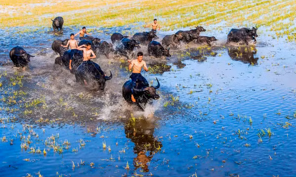 Khoảnh khắc ấn tượng đàn trâu Việt Nam