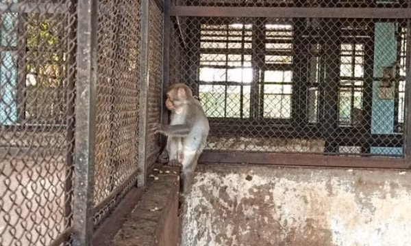 2 con khỉ quậy, bắt gà, trộm trứng ở Củ Chi