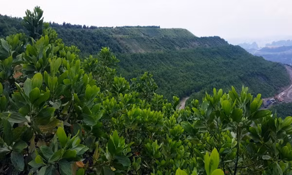 Nỗ lực vì mục tiêu phát triển xanh, thân thiện với môi trường