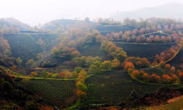 Đồi chè Ô Long mùa đông đẹp như bức tranh vẽ ở SaPa