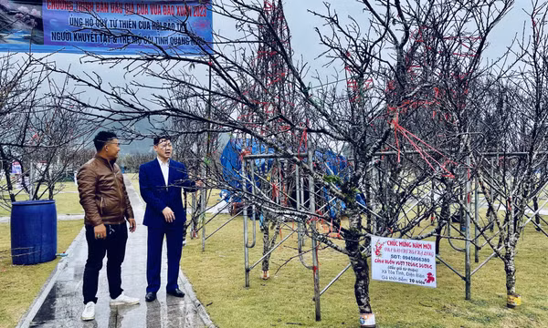Đấu giá cây đào đá ủng hộ quỹ từ thiện