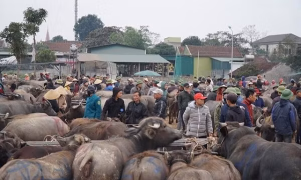 Bộ Nông nghiệp ra văn bản khẩn về việc trâu bò nhập lậu chứa chất cấm