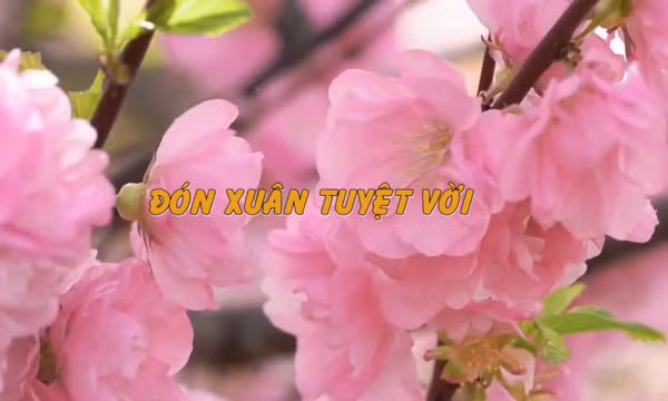 Đón xuân tuyệt vời