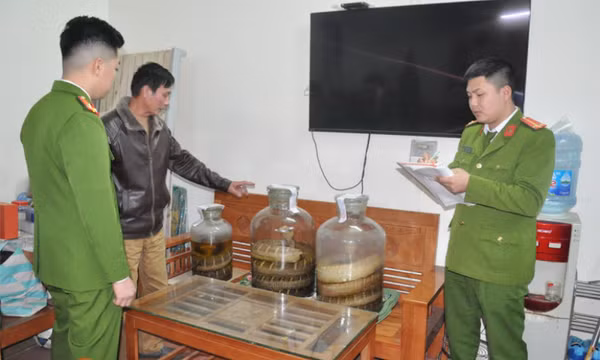 Phát hiện kho rượu ngâm rắn hổ chúa, kỳ đà