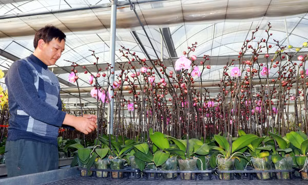 Kỹ sư mê hoa và hành trình xây dựng thương hiệu cho lan hồ điệp 