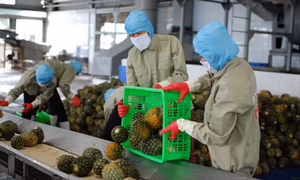 Nông sản Việt Nam tìm cơ hội chinh phục thị trường Nhật Bản