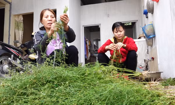 Tắm nước cây mùi già ngày Tết có tác dụng gì với sức khỏe?