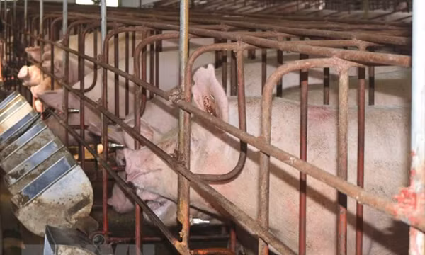 Đồng Nai: Phát hiện 130 con lợn dương tính với chất cấm tạo nạc