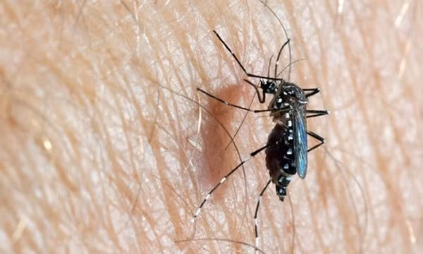 Dùng muỗi ngăn chặn virus truyền qua động vật