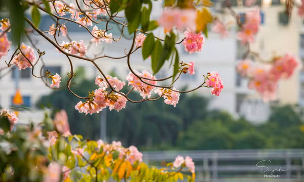 Mùa kèn hồng lại về trên phố Sài Gòn