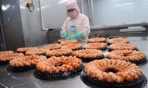 Ngành tôm ổn định sản xuất chờ cơ hội phục hồi