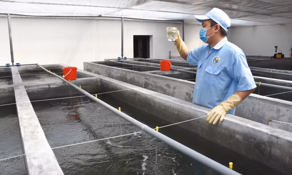 Điểm sáng tôm giống Việt - Úc