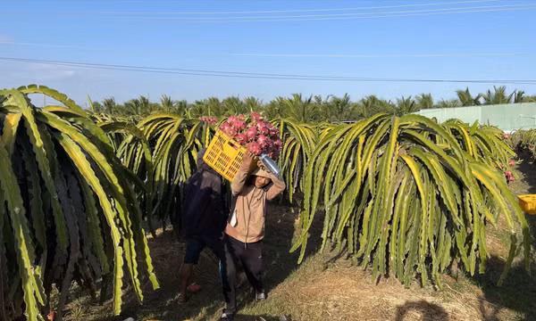 Đẩy mạnh xuất khẩu nông sản vào thị trường truyền thống