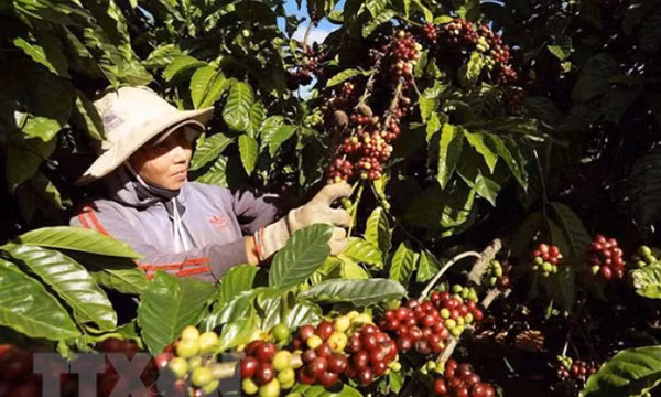 Làm thế nào để sản phẩm nông nghiệp nắm bắt cơ hội tại thị trường EU?