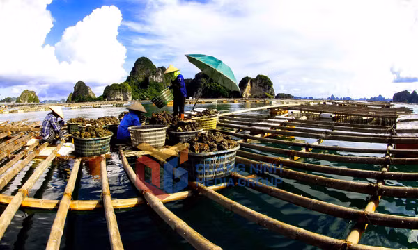 Nuôi trông thủy hải sản trên Vịnh Hạ Long
