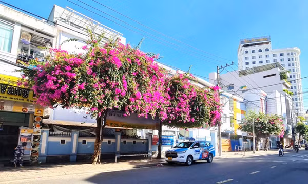 Rực rỡ sắc hoa giấy khắp các con đường, góc phố