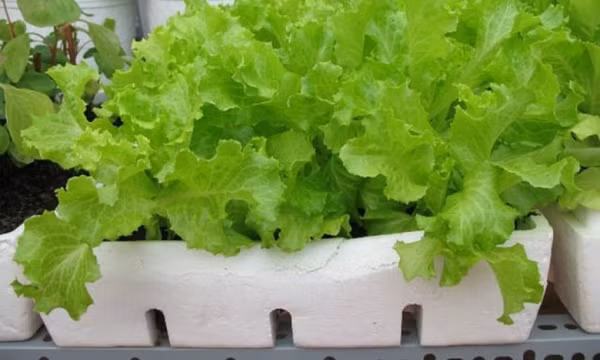 Trồng rau trong thùng xốp có an toàn không?