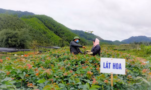 Ba Chẽ: Xây dựng huyện đạt chuẩn nông thôn mới
