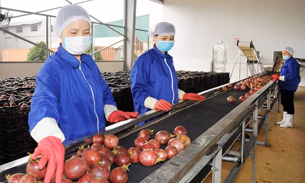 Cách làm mới trong xuất khẩu nông sản sang Trung Quốc