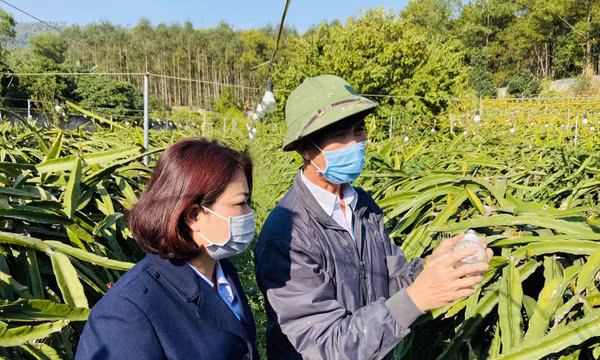 Mã số vùng trồng: "Vé thông hành" cho nông sản xuất ngoại