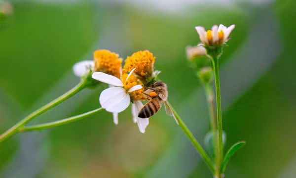 Tháng Ba mùa con ong đi lấy mật