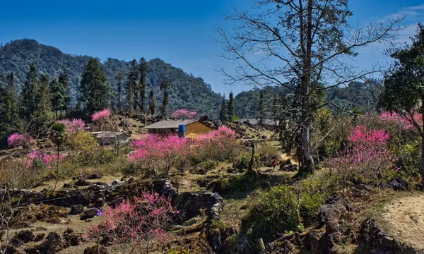 Hoa đào nở muộn ở Hà Giang