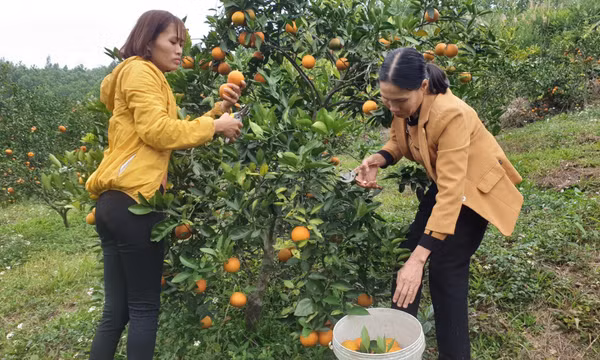 Hỗ trợ phụ nữ thoát nghèo bền vững