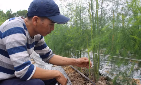 Hiệu quả từ phong trào nông dân thi đua sản xuất, kinh doanh