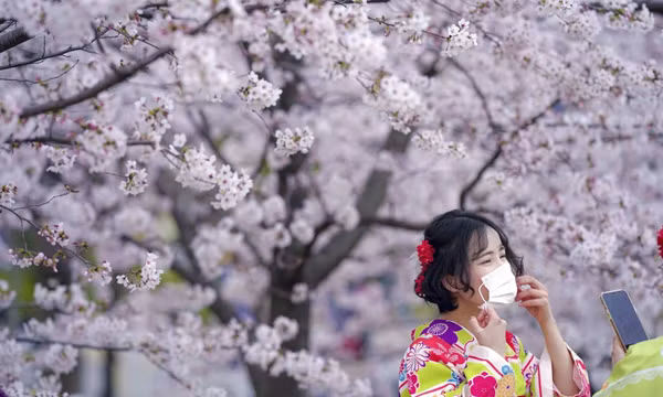Mùa hoa anh đào nở trên khắp thế giới