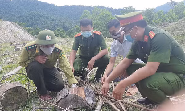 Nguyên Chủ tịch Ủy ban MTTQ xã và đồng phạm lãnh án tù vì phá rừng