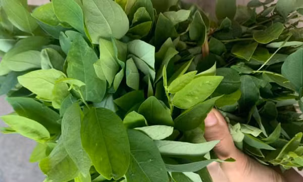 Ăn quá nhiều rau xanh có tốt cho sức khỏe?
