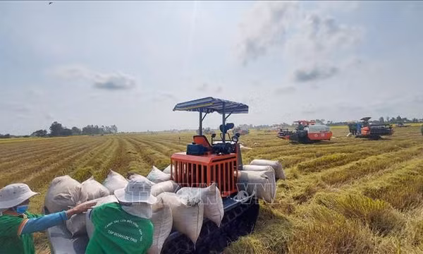 Thị trường nông sản lúa và gạo đều tăng giá