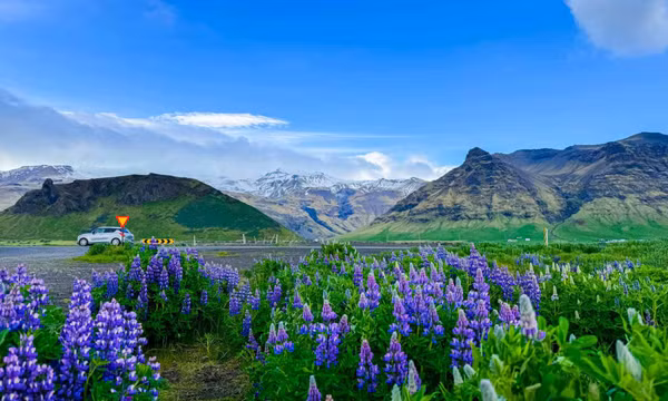 Hè sang, đi Iceland ngắm hoa lupin nở rộ