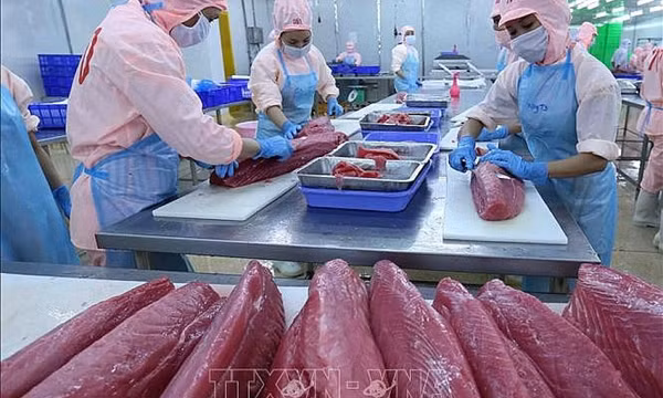 Việt Nam đang là nguồn cung cá ngừ đóng hộp lớn thứ 2 cho thị trường Hoa Kỳ