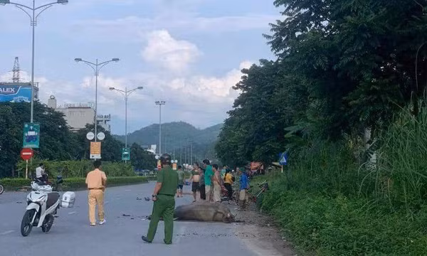 Uống rượu đi xe máy tông chết con trâu, nam thanh niên nhập viện