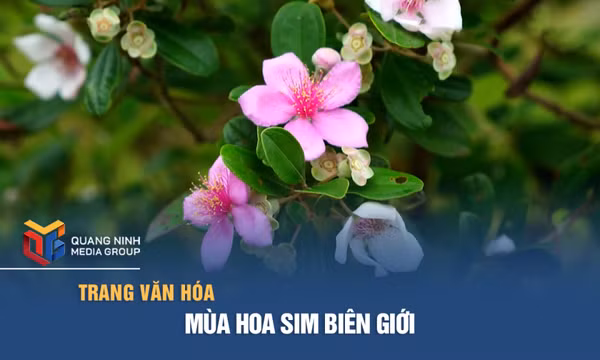 Mùa hoa sim biên giới