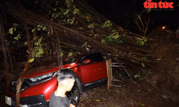 Hà Nội: Mưa kèm gió lớn khiến cây đổ đè lên nhiều ô tô