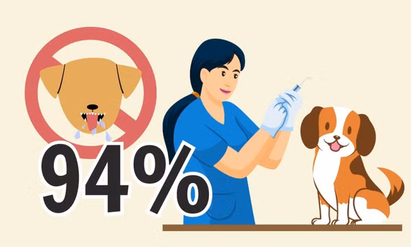 94% - là tỷ lệ hoàn thành tiêm vắc xin phòng bệnh dại trên tổng số chó của tỉnh Quảng Ninh
