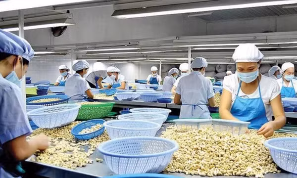 Giá hạt điều tăng kỷ lục