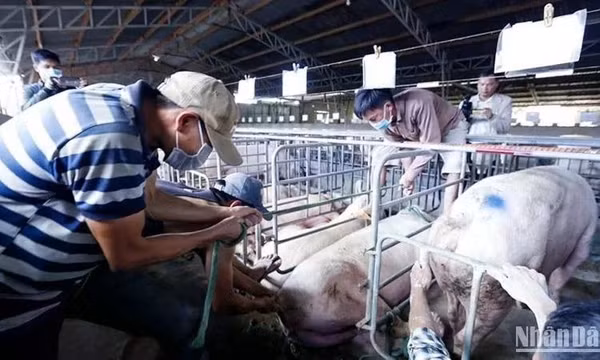 Không để phát sinh thêm ổ dịch tả lợn châu Phi