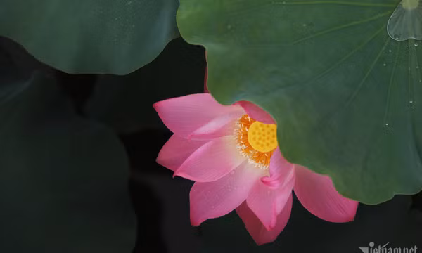 Tuyệt phẩm sen