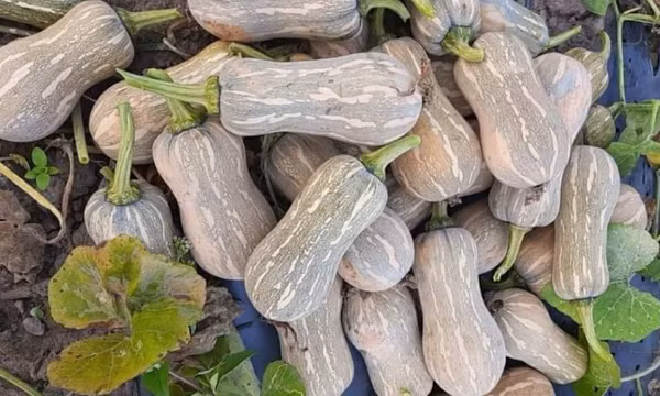Loại quả đầu bảng về dinh dưỡng giúp phòng ung thư và bệnh tim mạch