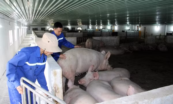 Đề nghị về cơ chế hỗ trợ kinh phí chuyển đổi mục đích sử dụng đất rừng sản xuất của cử tri Đầm Hà