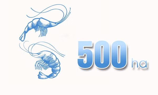 500 ha - là diện tích liên kết chuỗi nuôi tôm thẻ chân trắng và tôm sú mà tỉnh đặt mục tiêu đến năm 2025