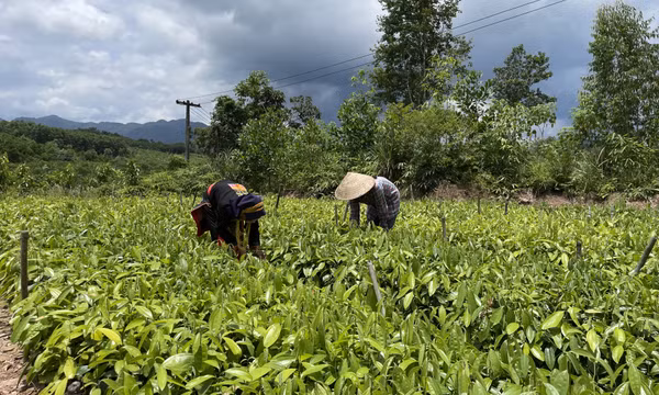 Rừng là vàng