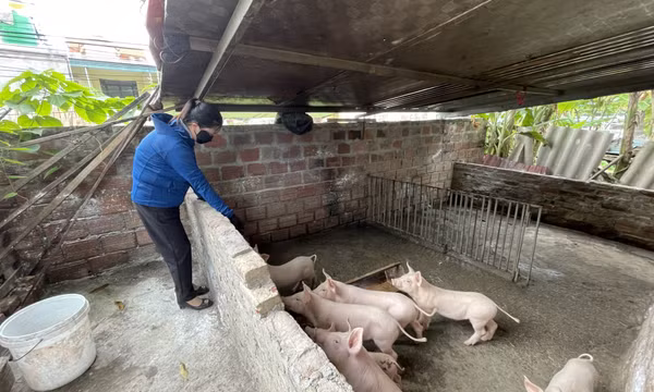 TX Quảng Yên: “5 không” phòng chống dịch tả lợn châu Phi