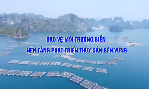 Bảo vệ môi trường biển - Nền tảng phát triển thủy sản bền vững